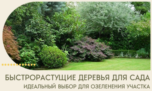 Быстрорастущие деревья для сада идеальный выбор в Стерлитамаке